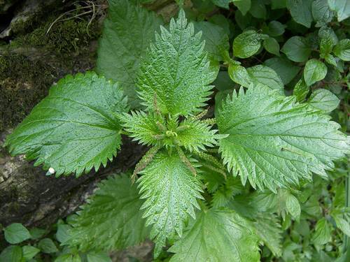 urtica-dioica-28-nettle-leaves-29-500x500