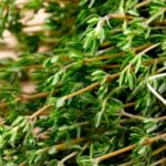 Thyme Tincture