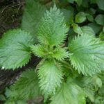 Urtica Tincture