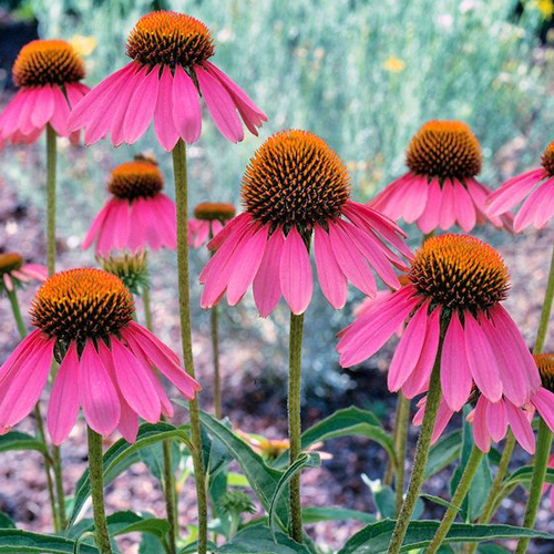 echinacea-purpurea-whole-plant-500x500